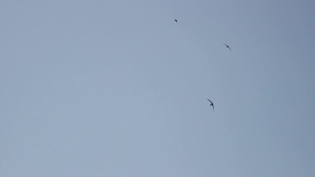 Swifts streak the clear sky in rapid flight. Thailand
