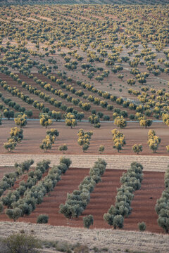 Olive trees fields