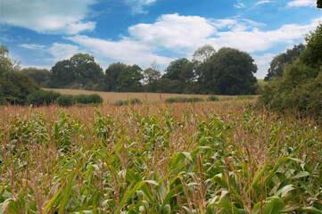 Sweetcorn field in Cotswold in autumn ready to be harvested