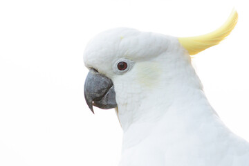 Cockatoo female headshot close up close up with white background