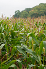 Sweetcorn field in Cotswold in autumn ready to be harvested