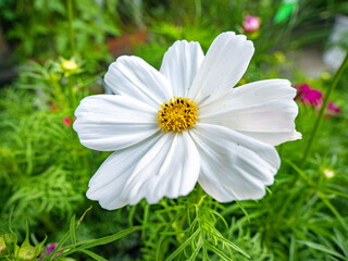 白いコスモス