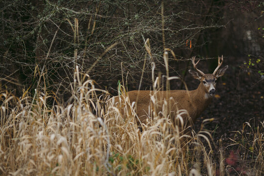 Columbian black-tailed deer on vancouver island