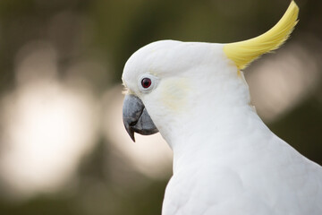 Cockatoo female headshot close up close up one animal