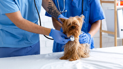 Closeup of veterinarian with stethoscope listening to dog's heartbeat and his assistant in animal...