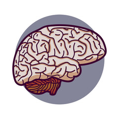 Human brain icon or logo.  Human brain in cartoon style.  Isolated on white background, there is a place for an inscription