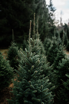 Christmas trees in the morning light