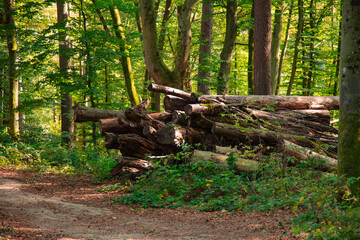 The Huel Lee is man-made caves in Luxembourg Sand-stone. The forest and the surroundings near the caves.
