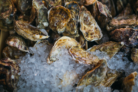 Clamshells in ice at the market