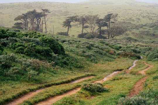 Trails snake off into the distance on a foggy, primal plateau
