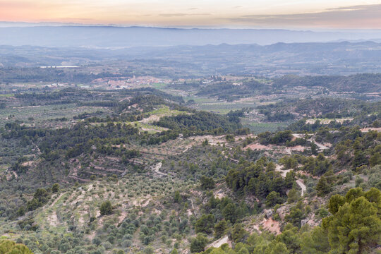 Olive tree valley at sunset