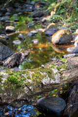 forest landscape. green rocky forest