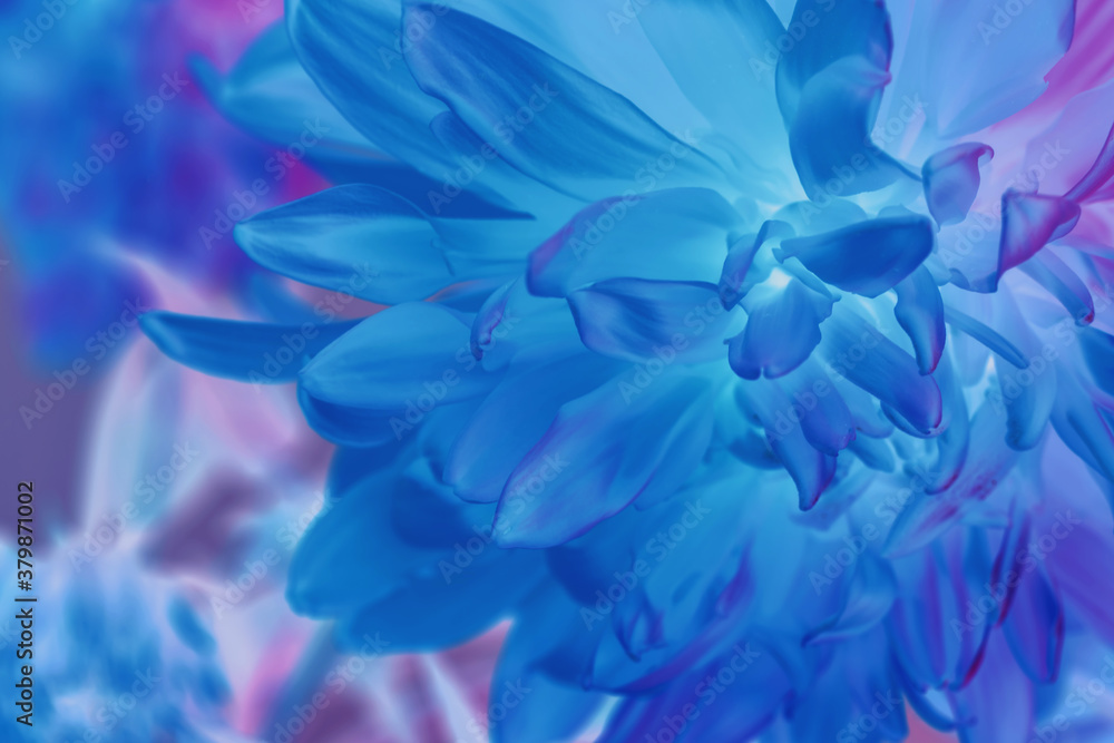 Poster Close up Beautiful flowers in neon light. Minimalism retro style concept. 80s. Background pattern for design. Macro photography view.