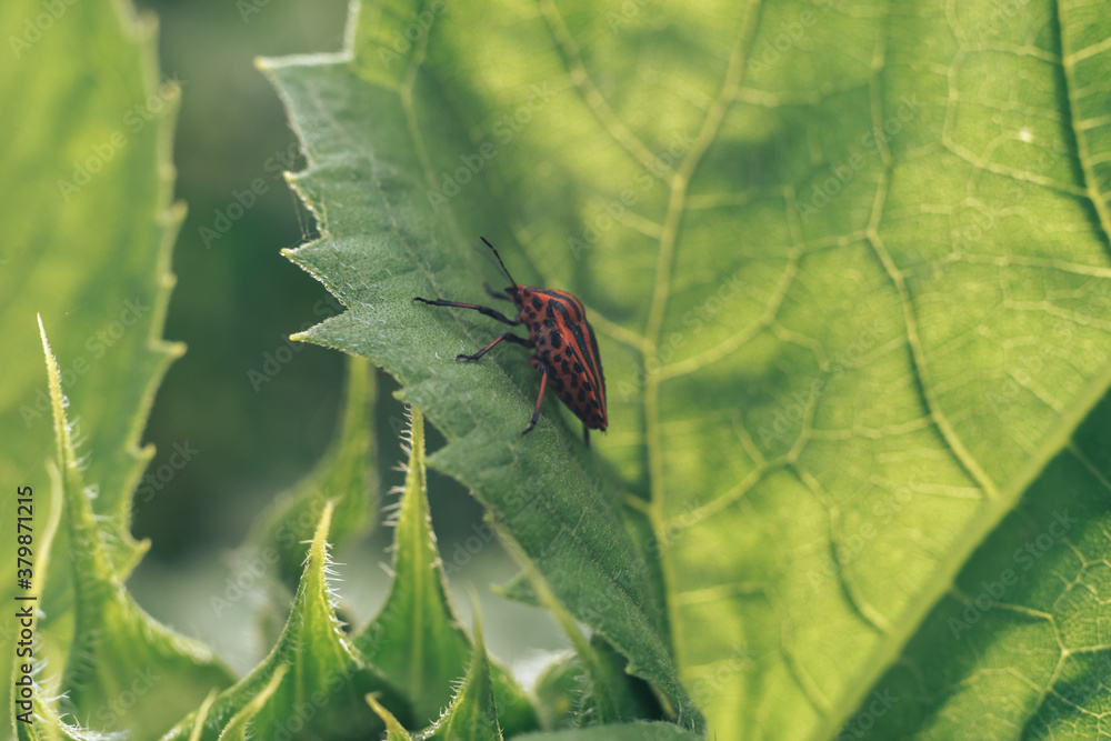 Poster Close Up of linen skin stink bug on the green leaf, The brown marmorated stink bug is an insect in the family Pentatomidae..Nature background pattern texture for design.