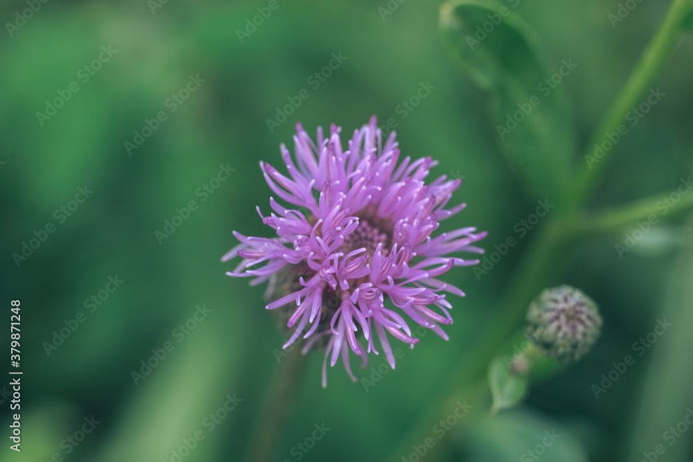 Poster green leaves and purple flowers of a wild greater burdock in summer in the meadow. nature background