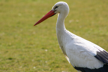Obraz premium White stork in the grass
