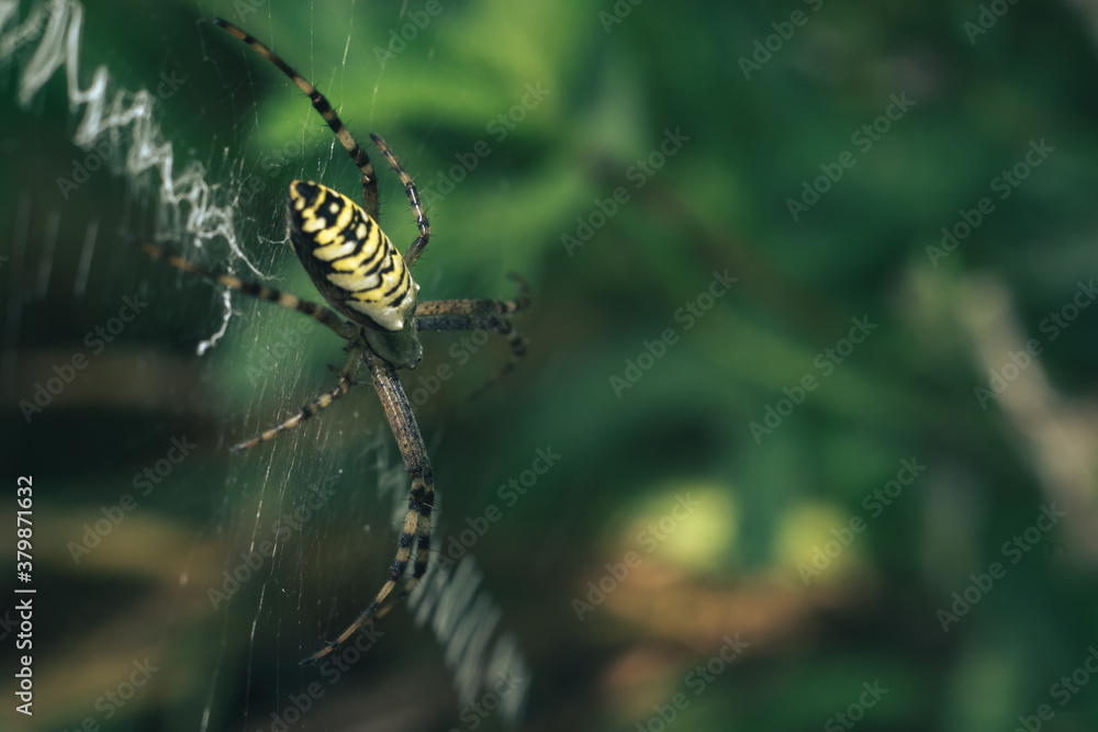 Poster cobweb or spider's web against a natural background, dew drops on a spider .