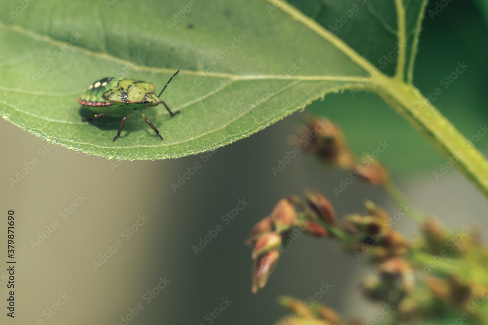 Poster Close Up of linen skin stink bug on the green leaf, The brown marmorated stink bug is an insect in the family Pentatomidae..Nature background pattern texture for design.