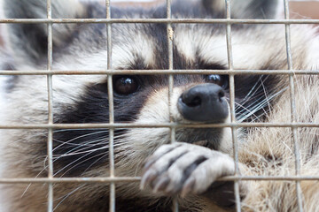 Raccoon in a cage close-up.