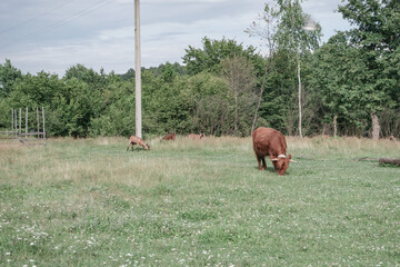  Shetland brown Bos taurus in the meadow beautiful landscape mountain background.