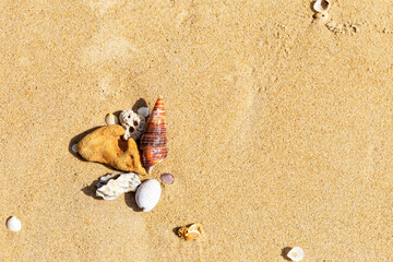 Seashell and dead coral reef on sand beach, environmental and nature concept background, summer outdoor day light