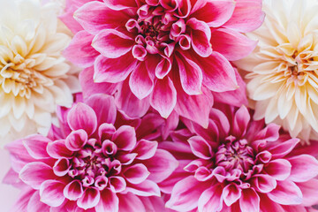 Amazing Dahlia flowers in pink and cream colors on a pink pastel background.