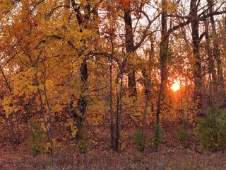 autumn in the forest
