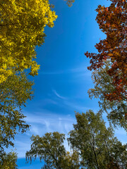 Obraz premium Autumn forest and blue sky in a sunny day. red and yellow trees. Autumn rowan. Templates for quotes