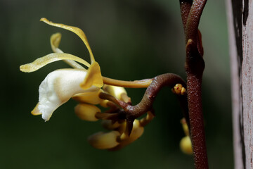 Climbing Orchid attached to the trunk of a Sydney Red Gum