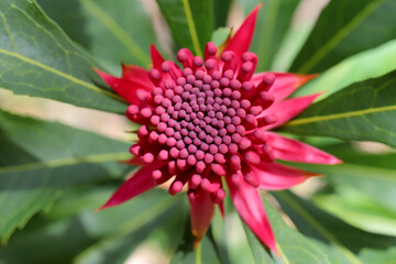 New South Wales Waratah plant in flower