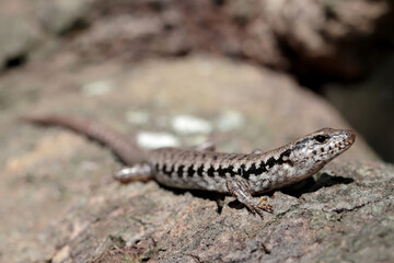 Bar-sided Skink basking on log