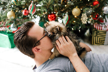 Christmas Pomeranian Puppy