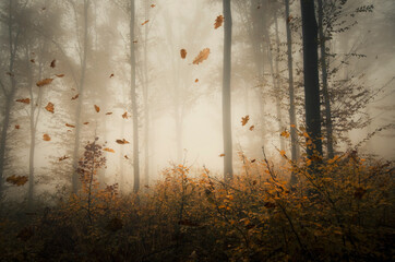 leaves falling in forest, autumn forest landscape