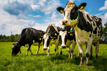 Kühe im Ammerland stehen auf der Weide © Sebastian