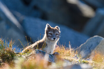 Wild Arctic mountain fox (Vulpes lagopus) in Dovre mountains, Norway, in sun outside den.