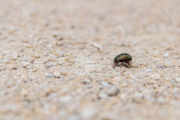 Gastrophysa viridula crawling a long a stone path