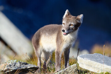 Wild Arctic mountain fox (Vulpes lagopus) in Dovre mountains, Norway, in sun outside den.