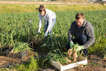 Successful farm family harvesting organic scallions on vegetable plantation