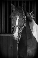 portrait of a horse in front of stable