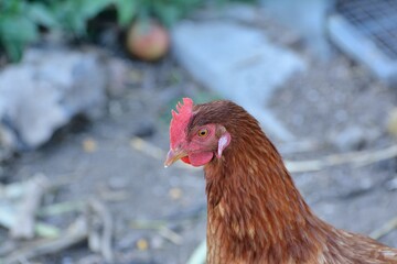 Chicken eating at the farm