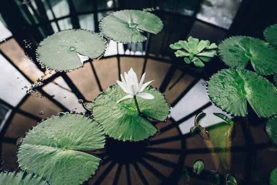 Beautiful lotus flower floating
