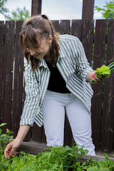 Attractive happy joyful young brunette woman picking lettuce leaves from cottage seedbed in early summer at kitchen garden. gardering concept. seasonal organic food on site. summer joys