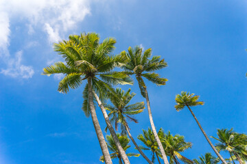 Coconut palm trees against blue sky