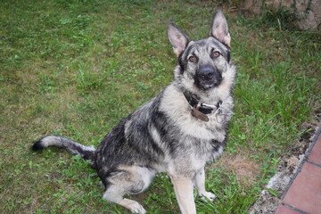 Sesión a perro lobo mientras ejerce de guardián en una casa