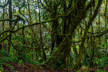 Fototapeta na wymiar Mossy tree growing at the magic mossy forest in Cameron Highlands, Malaysia