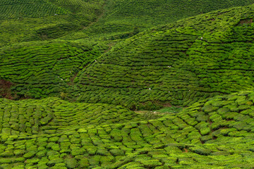 Views of tea plantation in Cameron highlands, Malaysia