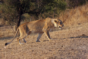 The lion (Panthera leo) this is Transvaal lion (Panthera leo krugeri), lioness stalking prey. The lioness is preparing to attack. Typical hunting behavior of a big cat.