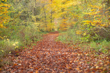 Allée recouverte de feuilles