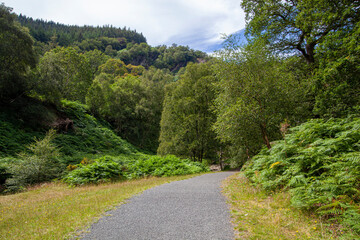 Fototapeta na wymiar Irish forest