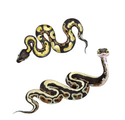 Fototapeta premium Watercolor set of snakes. Snakes on a white background. Illustration for factory printing. The snake logo.